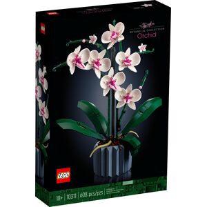 Orchidee 10311