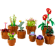 Les plantes miniatures 10329 thumbnail-1