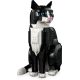 Schwarz-weiße Katze 21349 thumbnail-3