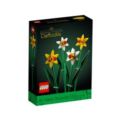 Daffodils 40646