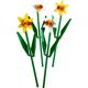 Daffodils 40646 thumbnail-1