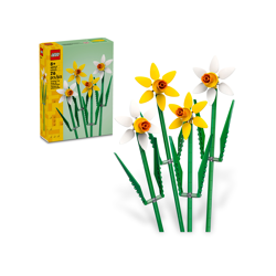 Daffodils 40747