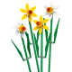 Daffodils 40747 thumbnail-1